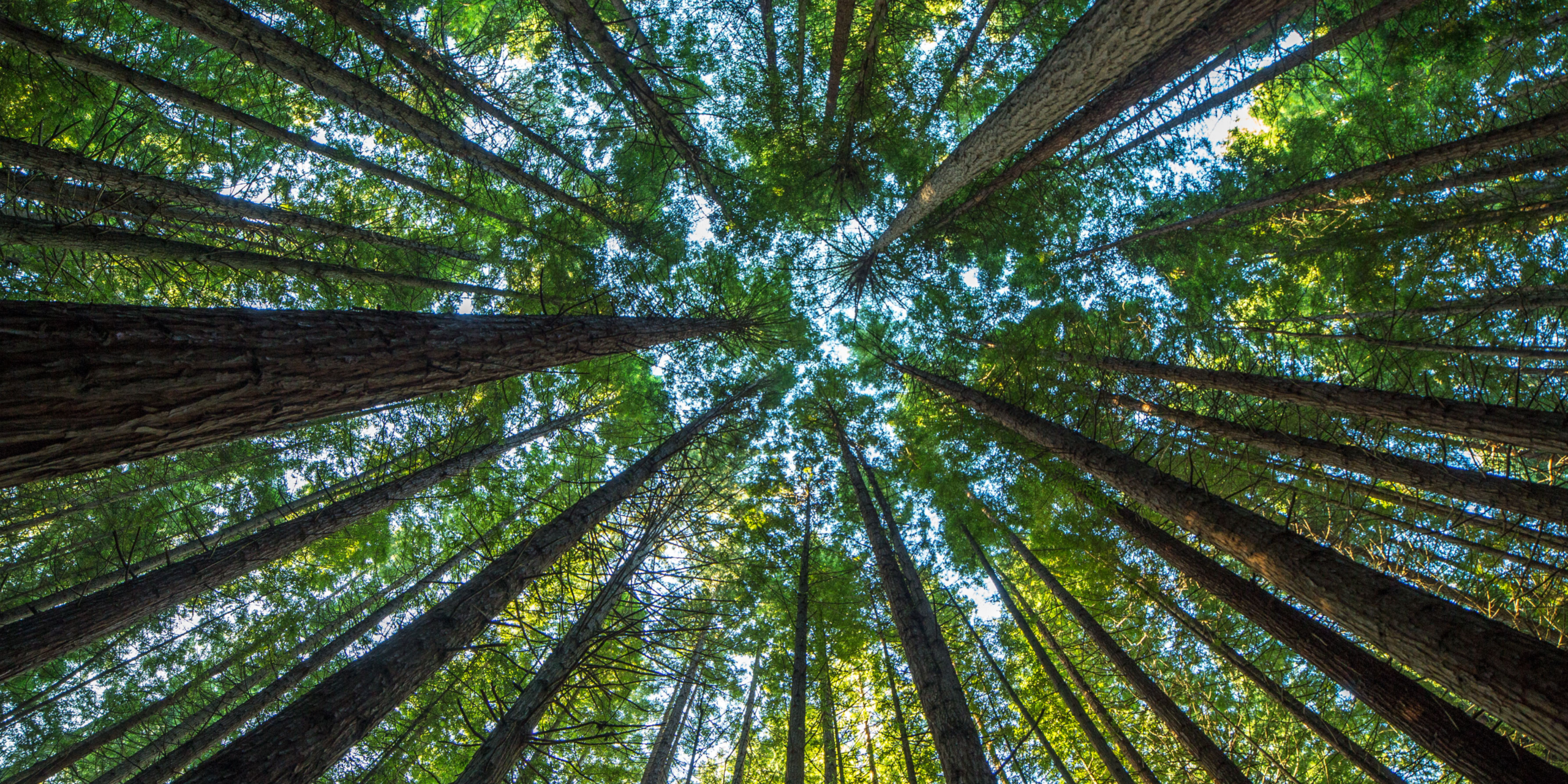A Beginner’s Guide to Sustainability